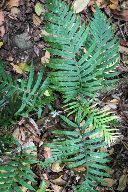 Blechnum cartilagineum