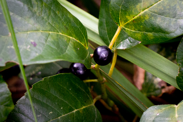 Cissus antarctica