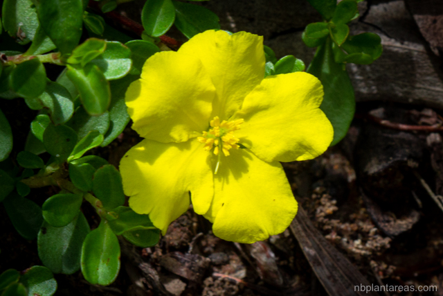 Hibbertia diffusa