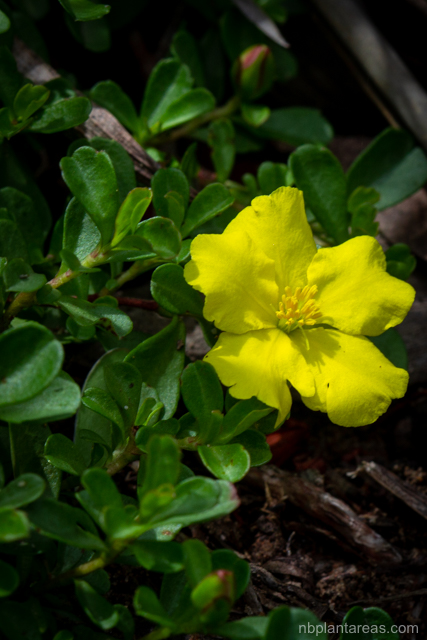 Hibbertia diffusa