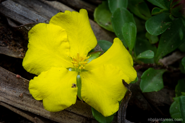 Hibbertia diffusa