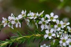 Leptospermum juniperinum