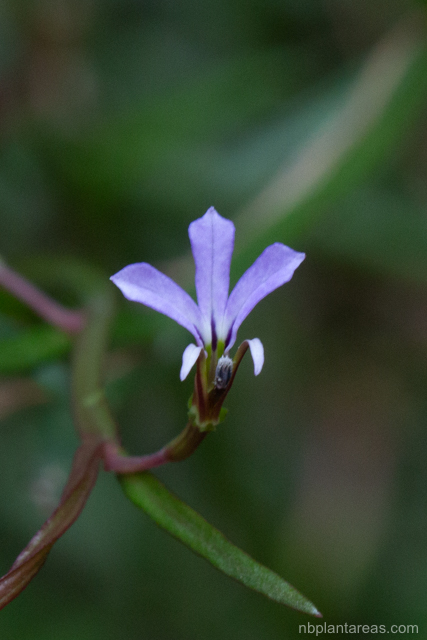 Lobelia anceps