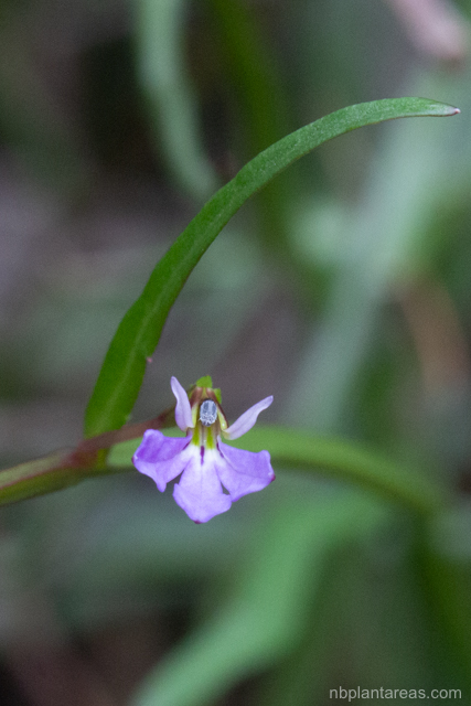 Lobelia anceps