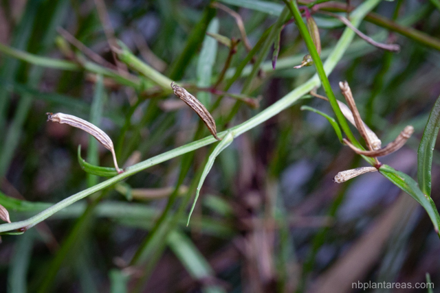 Lobelia anceps
