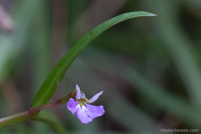 Lobelia anceps