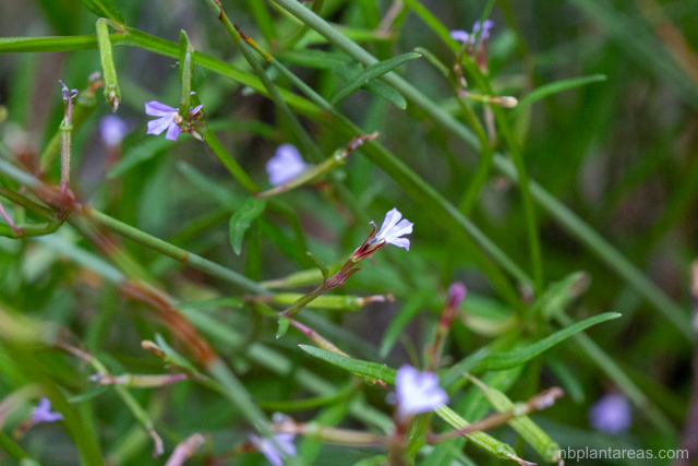 Lobelia anceps