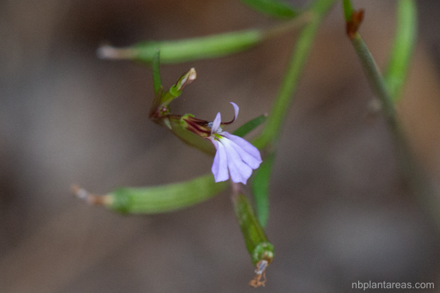 Lobelia anceps