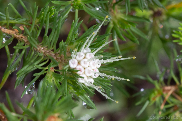 Darwinia fascicularis