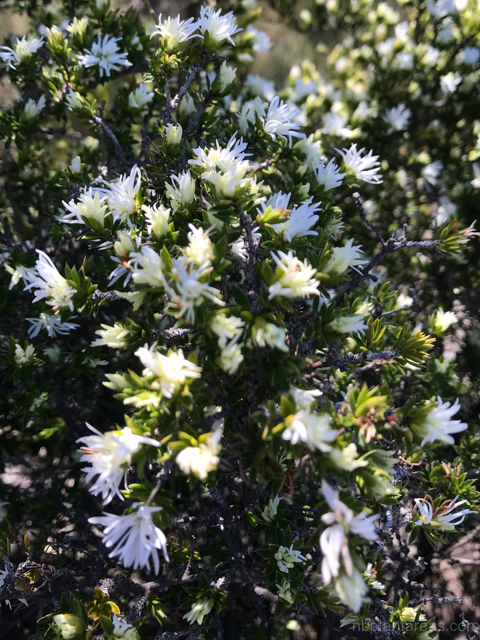 Pseudanthus pimeleoides