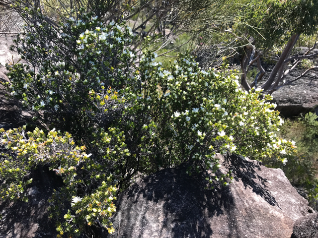 Pseudanthus pimeleoides