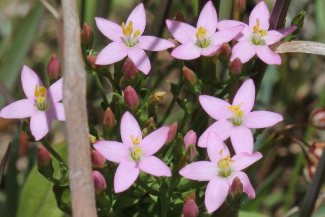 Centaurium