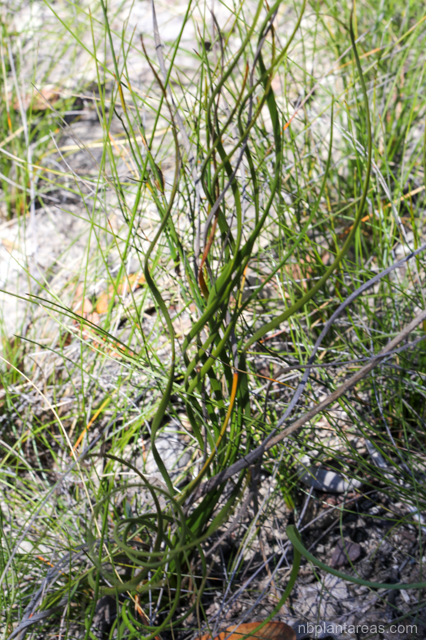 Cyathochaeta diandra