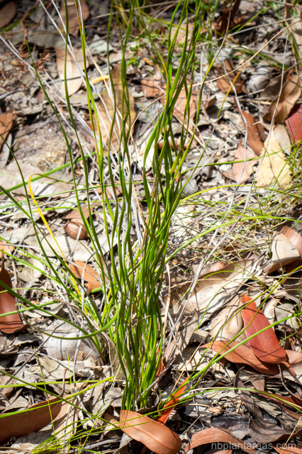 Cyathochaeta diandra