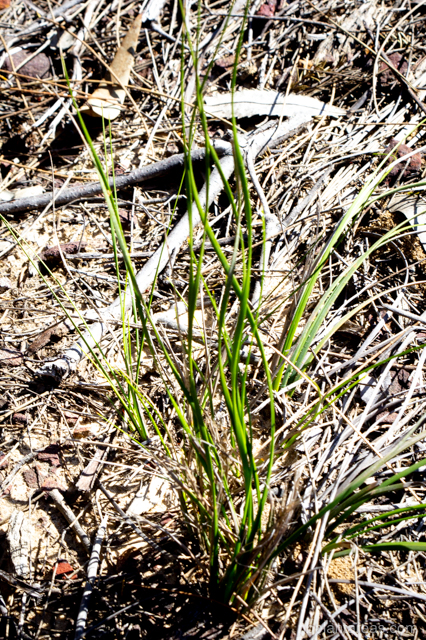 Cyathochaeta diandra