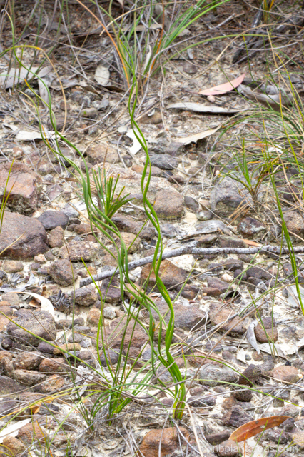 Cyathochaeta diandra