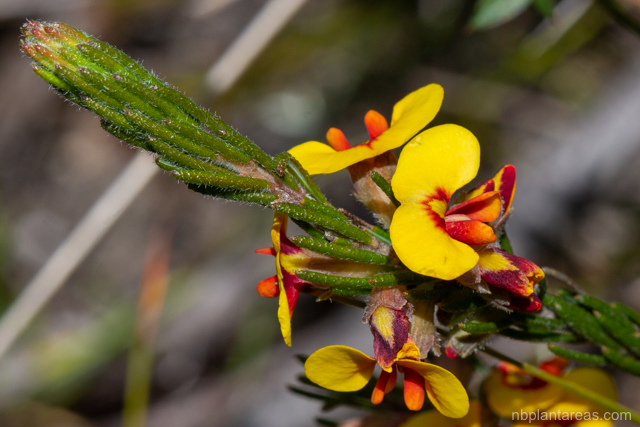 dillwynia-rudis