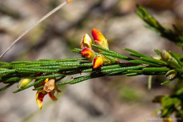dillwynia-rudis
