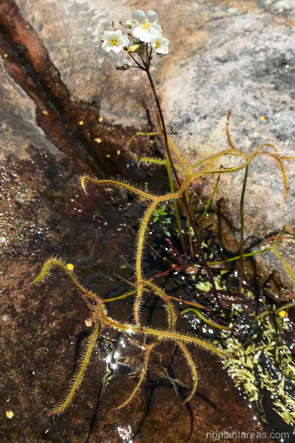Drosera binata