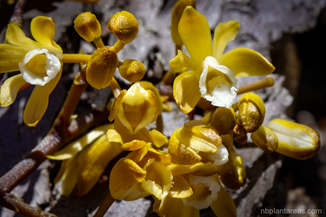 Erythrorchis cassythoides