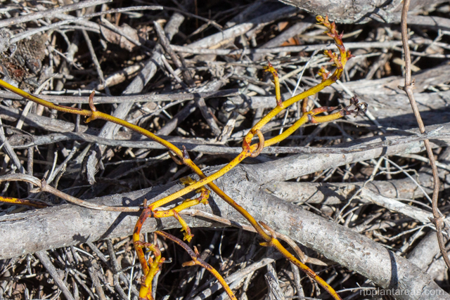 Erythrorchis cassythoides