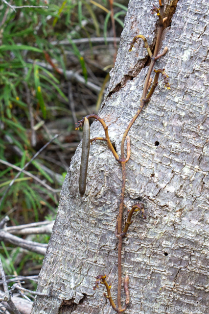 Erythrorchis cassythoides