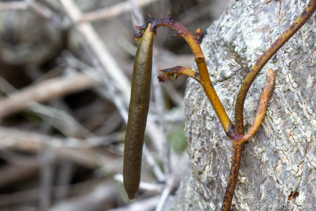 Erythrorchis cassythoides