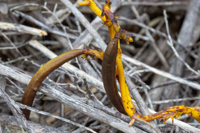 Erythrorchis cassythoides