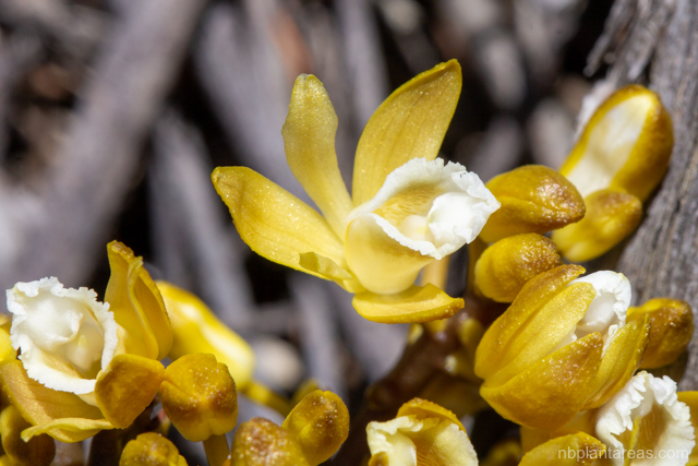 Erythrorchis cassythoides