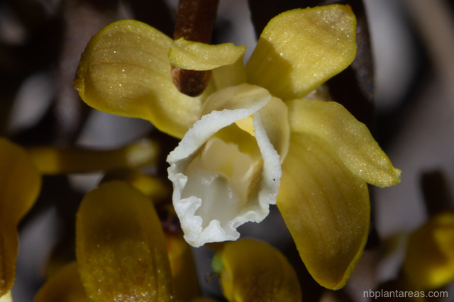 Erythrorchis cassythoides