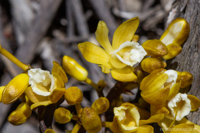 Erythrorchis cassythoides