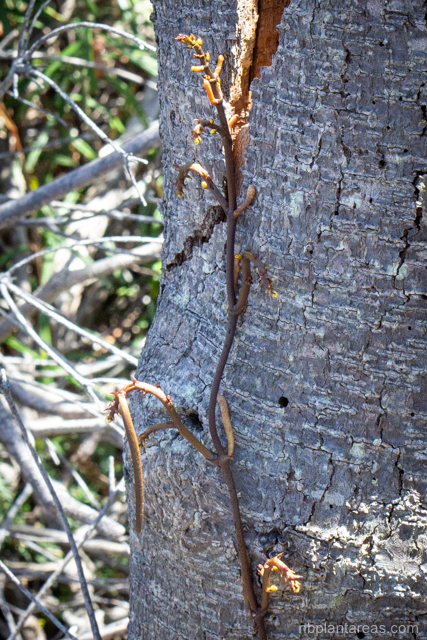 Erythrorchis cassythoides