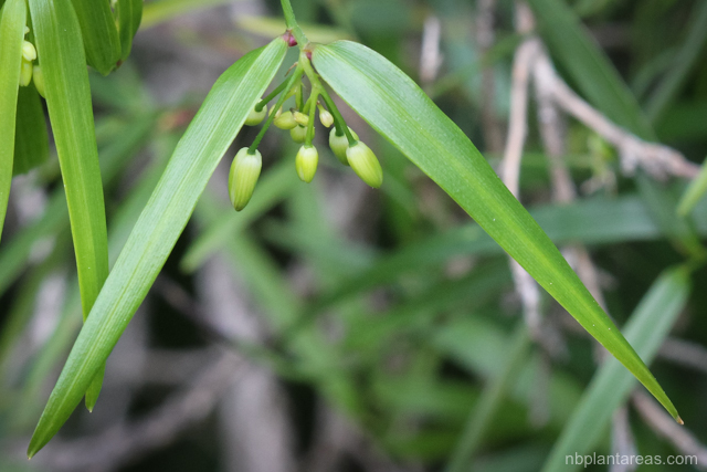 Geitonoplesium cymosum
