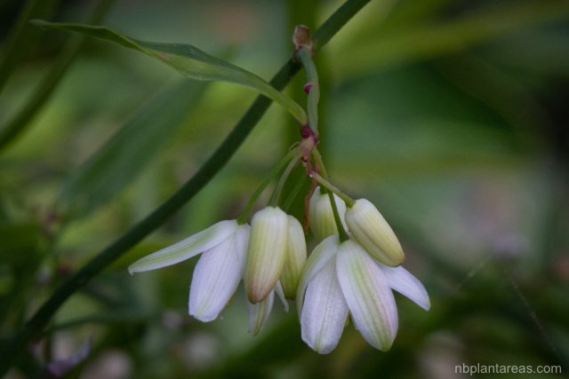 Geitonoplesium cymosum