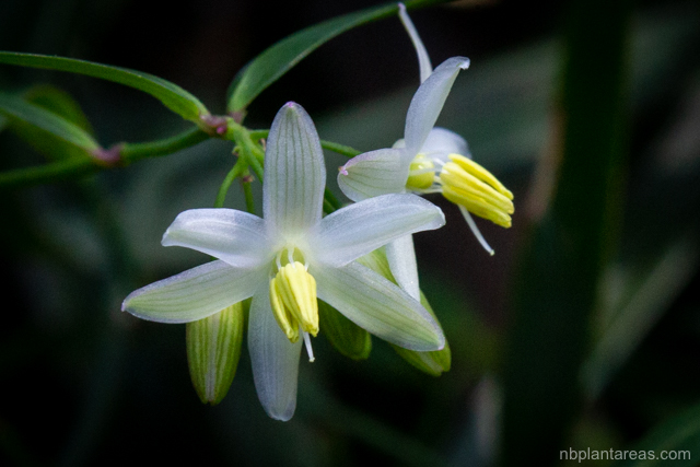 Geitonoplesium cymosum