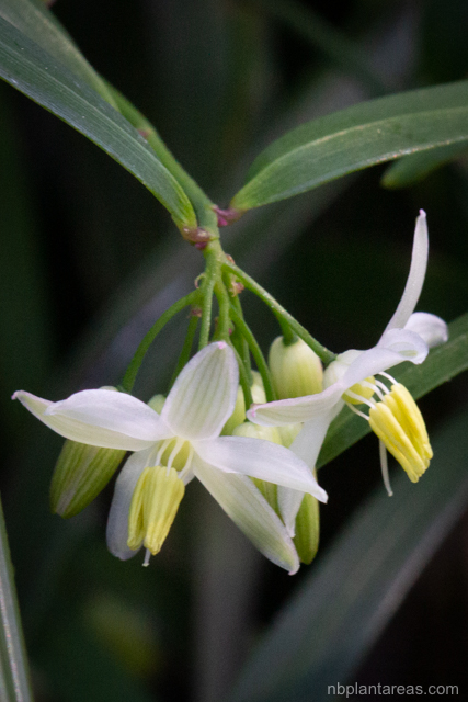 Geitonoplesium cymosum
