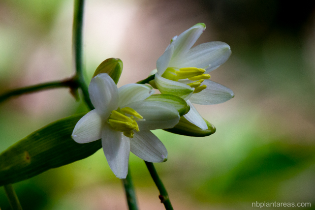 Geitonoplesium cymosum