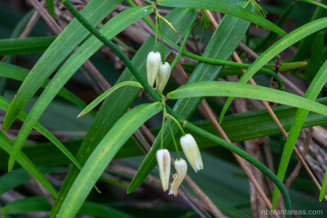 Geitonoplesium cymosum