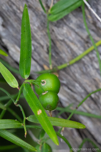 Geitonoplesium cymosum