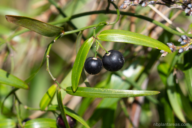 Geitonoplesium cymosum