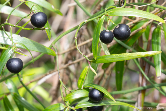 Geitonoplesium cymosum