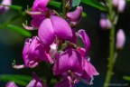 Indigofera australis