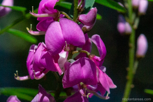 Indigofera australis