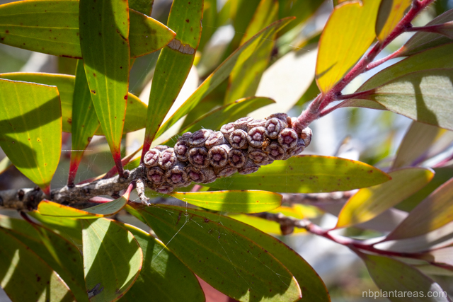 Melaleuca quinquenervia