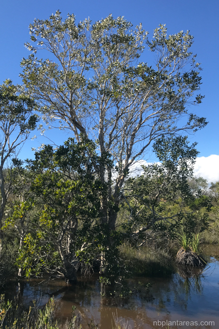 Melaleuca quinquenervia