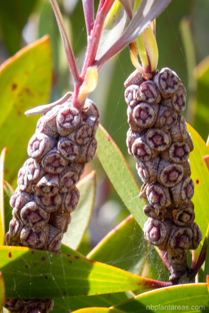 Melaleuca quinquenervia