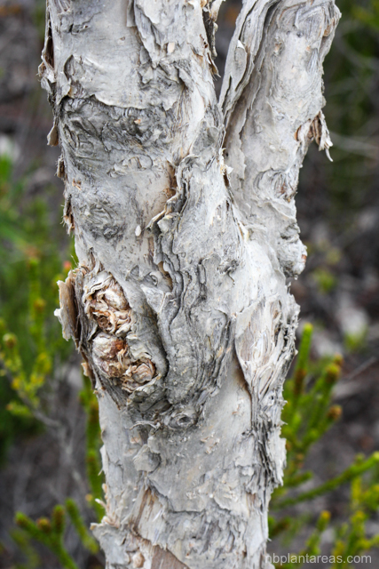 Melaleuca quinquenervia