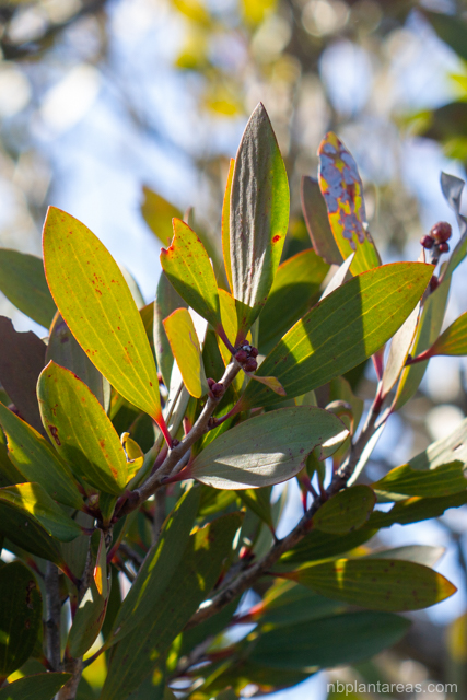 Melaleuca quinquenervia
