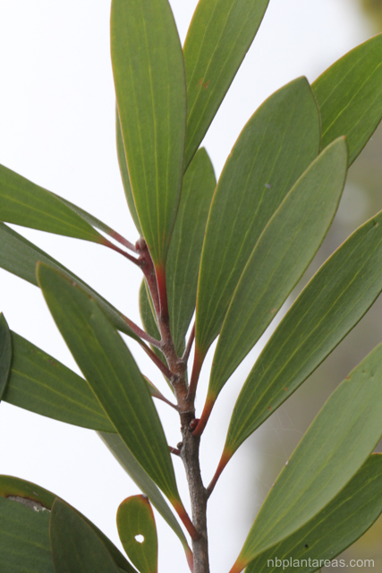 Melaleuca quinquenervia