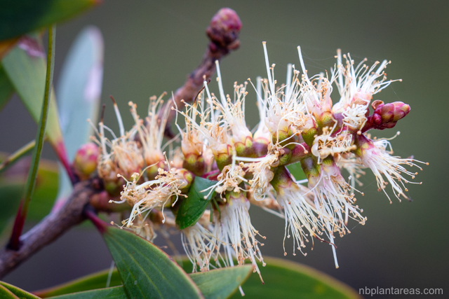 Melaleuca quinquenervia